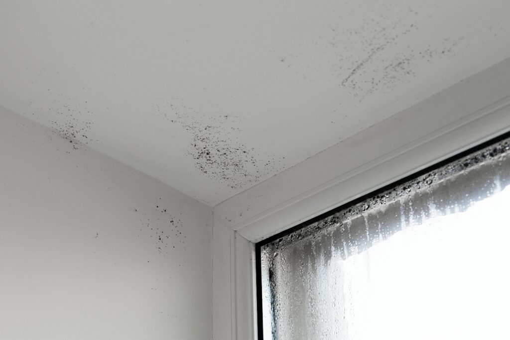 black mould around windows